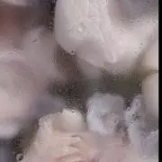 たまの画像