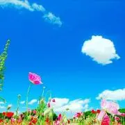Lupinus..の画像