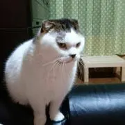 arenの画像