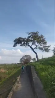 やま