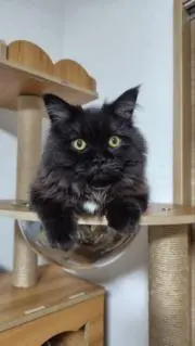 ハルハル