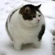 カントリーマアム