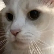 ポップ