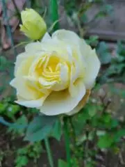しま子
