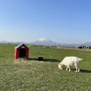 ぽんちゃんの画像