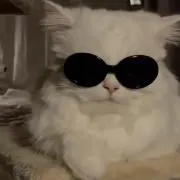 ニンニンの画像