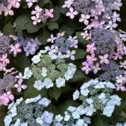 naの画像