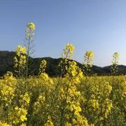 こたこての画像