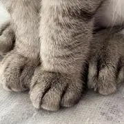 ラッキーの画像