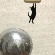 catの画像