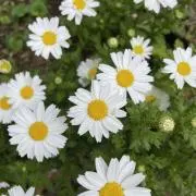 ぴすぴすの画像