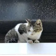なかしの画像
