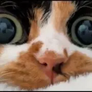 Momongaaの画像