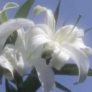 ぷ