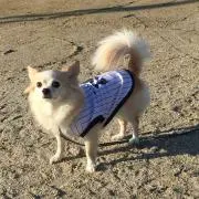 れじゅまる