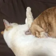 リエルの画像