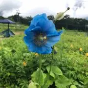 ターフィーエンジェル