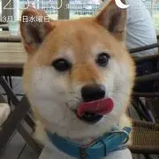 こたどらの画像