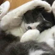 たいち
