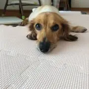 小次郎