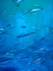のこのあの画像
