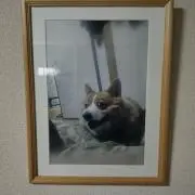 皇室のコーギーの画像