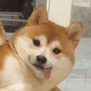 にゃんちーの画像