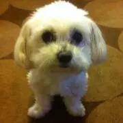 ハル