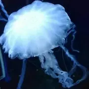 からうり