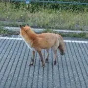 しゅの画像