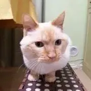 もっころ【プロフ必読お願いします】の画像
