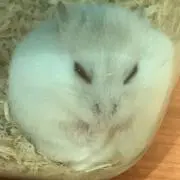 べーたの画像