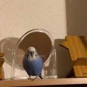 うゆ