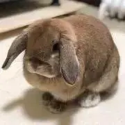 ごま油　プロフ必須の画像