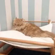 nyaoの画像