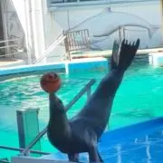 しろうの画像