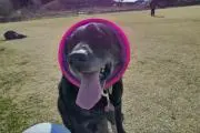 あらいぐまの画像
