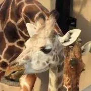 ひつじdonaの画像
