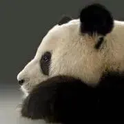パンダの画像