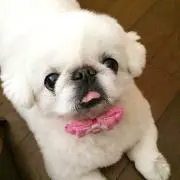 ぷにの画像