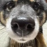 暁月