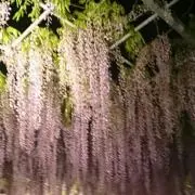 ムーミン