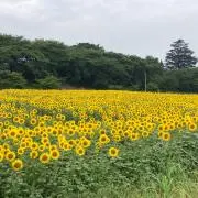 ゆい　10月26日発送予定の画像
