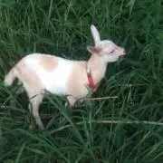 よちこの画像