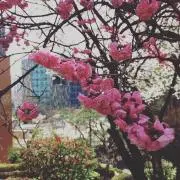 Shinamonの画像