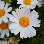 てまり姫の画像