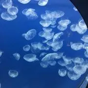 ナカワダの画像