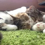toの画像