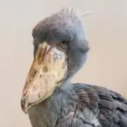 はしびろこう愛好家の画像