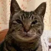 chocoの画像